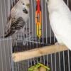 English Budgie bonded pair