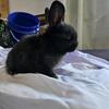 Holland lop baby bunny for sale