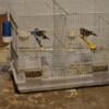 Goldfinch pair for sale.