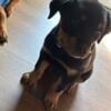 AKC registered Rottweiler Puppy