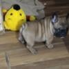 French bulldog puppies ready