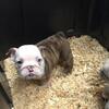 AKC Merle English Bulldog Puppies
