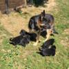 Purebred German Shepherd Puppies!