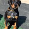 CH sired Doberman puppies