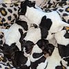 Wire Fox Terrier Puppies