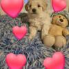 Cute and Cuddly Poochon Puppies
