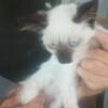 Female kitten she is ragdoll