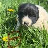 Newfie/Pyrenees Puppies