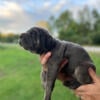 Cane Corso Puppies Available