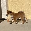 SHIBA INU PUPPIES