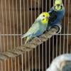 For sale Rainbow Parakeet