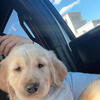 Akc golden retriever puppy