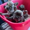 French bulldog puppies/akc /pedigree