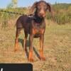 SPECIAL! Gorgeous Doberman Puppies!