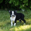 AKC Boston Terrier female puppies in Indiana