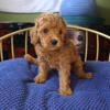 AKC Red Toy Poodle Puppy Girl (Macy)