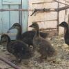4 young ducks
