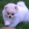 "Pearl"  Cream Pomeranian, DOB 8-2-24, Female