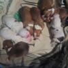 Boxer pit mix puppies