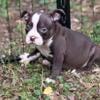 American bully puppies GC blood