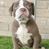 Bully Pups Great Pedigree