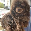 CKC Male toy poodle for stud mating and A.I. (not for sale)