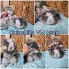 Fluffy, Cuddly Teddywidder bunnies