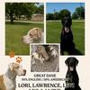 Perfect gentle giant to join your family