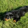 $800 akc registered  german  rottweiler  puppies