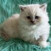 Ragdoll Male Kitten
