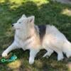 Long Hair Siberian Husky Female