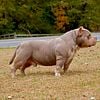 3x Grimm Stud open for stud