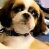 Gorgeous Male Shih Tzu