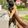 belgian malinois