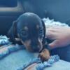 Female short hair black and tan miniature dachshunds $700