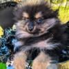 Blk and grey female Pomeranian