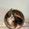 Main Coon Kittens Available Now (Iris)
