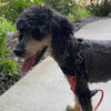 Rehoming My Bordoodle (border collie x poodle) (free)