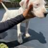 Beautiful Female Dogo Argentino pups