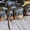 AKC EURO DOBERMAN PUPPIES