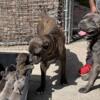 Cane corso non registered Michigan local affordable