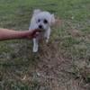 Rocko the male maltese