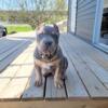 Xl American bully Puppy 