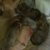 Chihuahua puppies update new litter