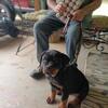 AKC Female Rottweiler Puppy
