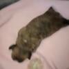 ShihPoo/ShihTzu  Pups for sale