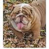 English Bulldog Stud Service 