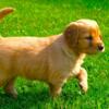 AKC OFA December-ready Golden Retriever Puppies in Central Minnesota