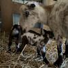 ADGA registerable nigerian dwarf buckling