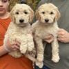 Goldendoodle Puppies - Ready to go!